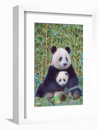 Panda And Baby-null-Framed Art Print