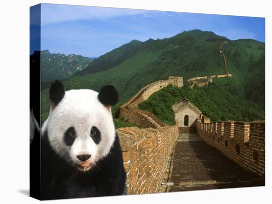 Panda and Great Wall of China-Bill Bachmann-Stretched Canvas