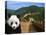 Panda and Great Wall of China-Bill Bachmann-Stretched Canvas