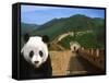 Panda and Great Wall of China-Bill Bachmann-Framed Stretched Canvas