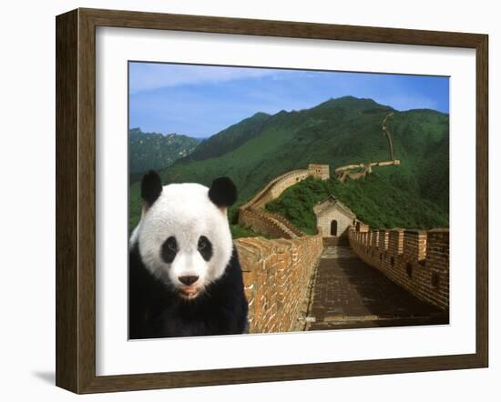 Panda and Great Wall of China-Bill Bachmann-Framed Premium Photographic Print