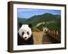 Panda and Great Wall of China-Bill Bachmann-Framed Premium Photographic Print