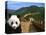 Panda and Great Wall of China-Bill Bachmann-Stretched Canvas