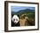 Panda and Great Wall of China-Bill Bachmann-Framed Photographic Print