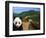 Panda and Great Wall of China-Bill Bachmann-Framed Photographic Print