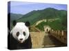 Panda at the Great Wall of China-Bill Bachmann-Stretched Canvas