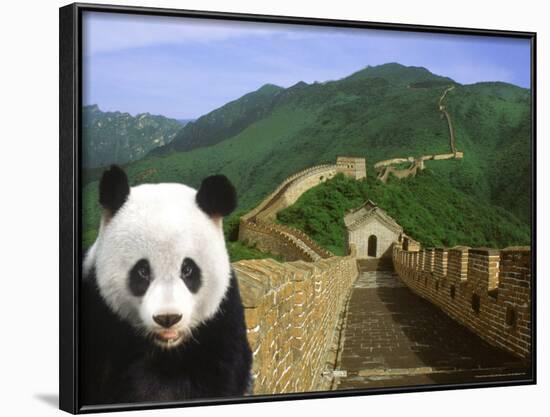 Panda at the Great Wall of China-Bill Bachmann-Framed Photographic Print