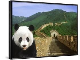 Panda at the Great Wall of China-Bill Bachmann-Framed Photographic Print