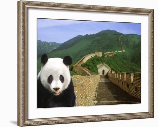 Panda at the Great Wall of China-Bill Bachmann-Framed Photographic Print