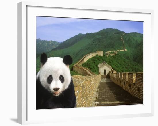 Panda at the Great Wall of China-Bill Bachmann-Framed Photographic Print