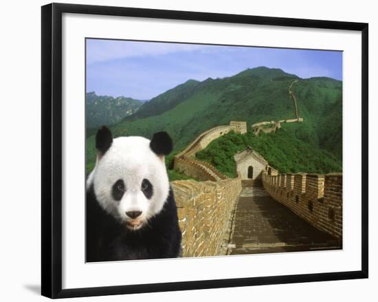 Panda at the Great Wall of China-Bill Bachmann-Framed Photographic Print