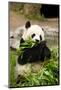 Panda Bear-rcpphoto-Mounted Photographic Print