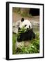 Panda Bear-rcpphoto-Framed Photographic Print