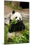 Panda Bear-rcpphoto-Mounted Photographic Print