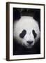 Panda Bear-null-Framed Photographic Print