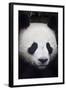 Panda Bear-null-Framed Photographic Print