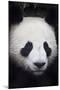 Panda Bear-null-Mounted Photographic Print