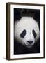 Panda Bear-null-Framed Photographic Print