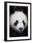 Panda Bear-null-Framed Photographic Print