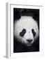 Panda Bear-null-Framed Photographic Print