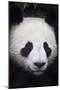 Panda Bear-null-Mounted Photographic Print