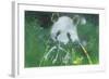 Panda Bear-Whoartnow-Framed Giclee Print