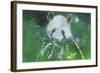 Panda Bear-Whoartnow-Framed Giclee Print