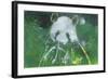 Panda Bear-Whoartnow-Framed Giclee Print