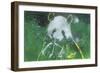 Panda Bear-Whoartnow-Framed Giclee Print