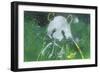 Panda Bear-Whoartnow-Framed Giclee Print