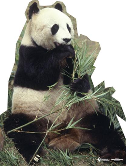Cardboard Cutouts, , large