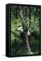 Panda Climbing Tree-DLILLC-Framed Stretched Canvas