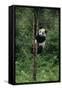 Panda Climbing Tree-DLILLC-Framed Stretched Canvas