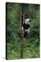 Panda Climbing Tree-DLILLC-Stretched Canvas