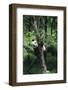 Panda Climbing Tree-DLILLC-Framed Photographic Print