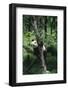 Panda Climbing Tree-DLILLC-Framed Photographic Print