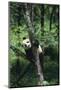 Panda Climbing Tree-DLILLC-Mounted Photographic Print