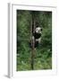 Panda Climbing Tree-DLILLC-Framed Photographic Print