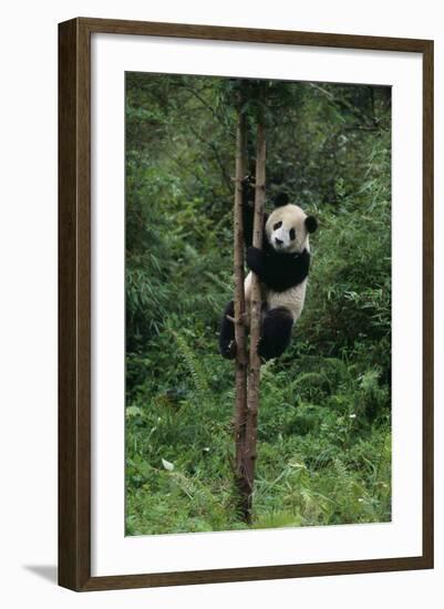 Panda Climbing Tree-DLILLC-Framed Photographic Print