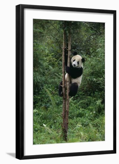 Panda Climbing Tree-DLILLC-Framed Photographic Print