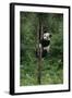 Panda Climbing Tree-DLILLC-Framed Photographic Print