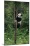 Panda Climbing Tree-DLILLC-Mounted Photographic Print