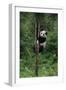 Panda Climbing Tree-DLILLC-Framed Photographic Print