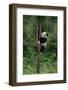 Panda Climbing Tree-DLILLC-Framed Photographic Print