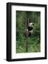 Panda Climbing Tree-DLILLC-Framed Photographic Print