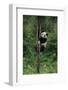 Panda Climbing Tree-DLILLC-Framed Photographic Print