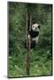 Panda Climbing Tree-DLILLC-Mounted Photographic Print