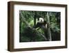 Panda Climbing Tree-DLILLC-Framed Photographic Print