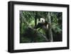 Panda Climbing Tree-DLILLC-Framed Photographic Print