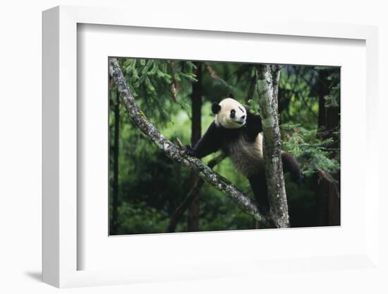 Panda Climbing Tree-DLILLC-Framed Photographic Print